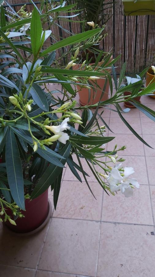 Nezignan paradisio Bagian luar foto